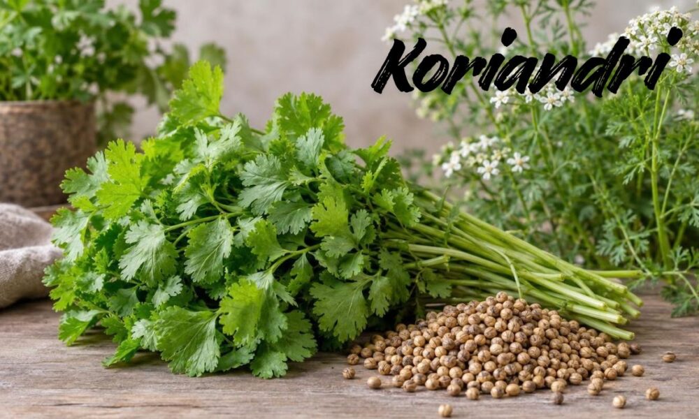Koriandri