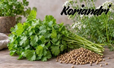 Koriandri