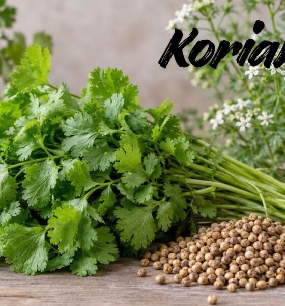 Koriandri
