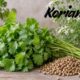 Koriandri