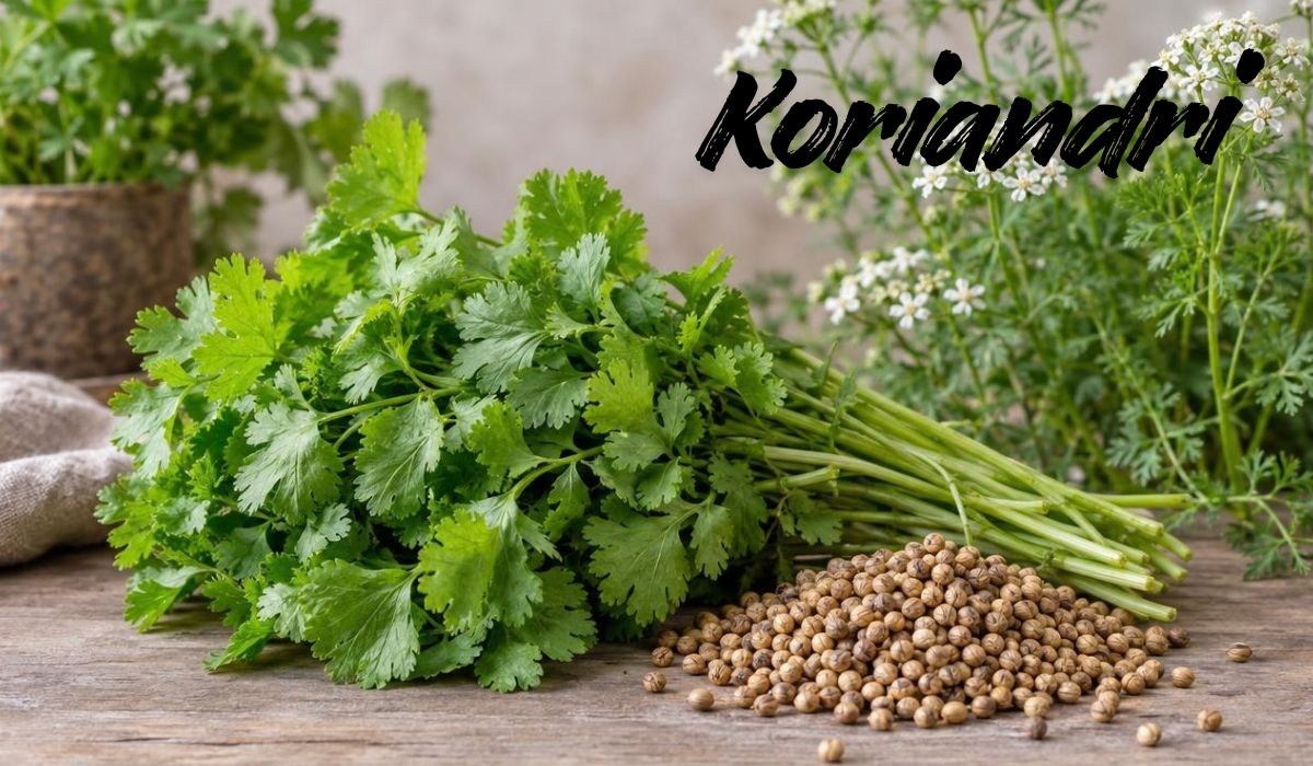 Koriandri
